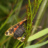 Hodges#8197 * Virgin Tiger Moth * Grammia virgo