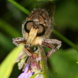 Promachus bastardii ♀