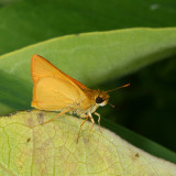 Delaware Skipper