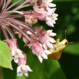 Delaware Skipper