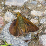 Dun Skipper ♂