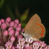 Coral Hairstreak