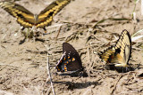 Giant & Spicebush Swallowtails