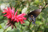 Pipevine Swallowtail