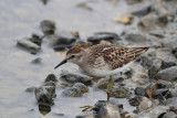 Least Sandpiper