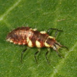 Chrysoperla rufilabris / larva