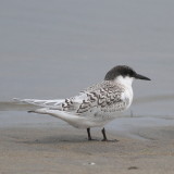 Roseate Tern