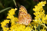 Silver-bordered Fritillary