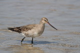 Hudsonian Godwit