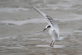 Forsters Tern