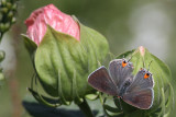 Gray Hairstreak