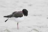 American Oystercatcher