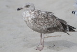 Herring Gull / 1st winter