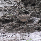 Clapper Rail