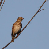 Swainsons Thrush