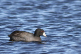 American Coot