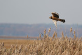 Northern Harrier