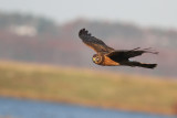 Northern Harrier