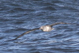Northern Gannet / juvenile