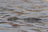 Harbor Seal