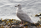 Iceland Gull / juvenile