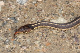 Eastern Garter Snake