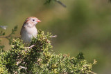 Field Sparrow 