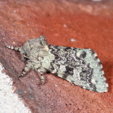 Hodges#10007 * Major Sallow * Feralia major