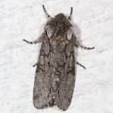 Hodges#10012 – Chosen Sallow Moth * Psaphida electilis
