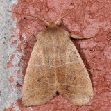Hodges#9936 - Morrison's Sallow * Eupsilia morrisoni