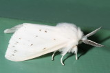Hodges#8134 * Agreeable Tiger Moth * Spilosoma congrua