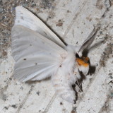Hodges#Hodges#8134 * Agreeable Tiger Moth * Spilosoma congrua