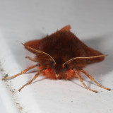 Hodges#8156 * Ruby Tiger Moth * Phragmatobia fuliginosa
