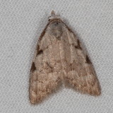 Hodges#8992 * Three-spotted Nola Moth * Nola triquetrana