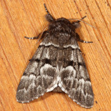 Hodges#9182 * Eastern Panthea * Panthea furcilla