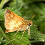 Pecks Skipper