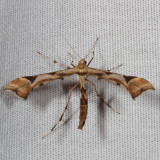 Hodges#6109 * Artichoke Plume Moth * Platyptilia carduidactyla 