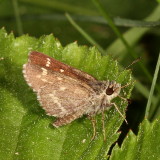 Pepper-and-Salt Skipper