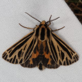 Hodges#8175 * Little Virgin Tiger Moth* Grammia virguncula