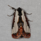 Hodges#9299 * Pearly Wood-Nymph * Eudryas unio