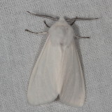 Hodges#8140 * Fall Webworm Moth* Hyphantria cunea