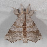Apatelodidae through Saturniidae Moths :  7649 -7770