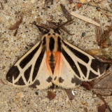 Hodges#8169 *Harnessed Tiger Moth * Apantesis phalerata