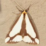 Hodges#8111 * Leconte's Haploa Moth * Haploa lecontei