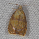 Hodges#3504 * Blueberry Leaftier Moth * Acleris curvalana 