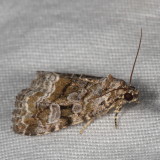 Hodges#9047 * Large Mossy Lithacodia * Protodeltote muscosula