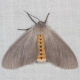 Hodges#8238 * Milkweed Tussock Moth * Euchaetes egle