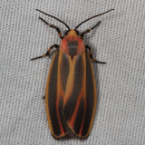 Arctiidae and Lymantriidae Moths : 8033 - 8321
