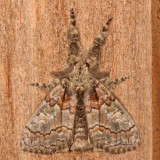 Hodges#8302 * Streaked Tussock Moth * Dasychira obliquata