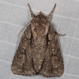 Hodges#9229 * Speared Dagger Moth * Acronicta hasta